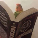 Video sticker 🐦 Reações @cheiroso