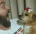 Телеграм стикер 🐶 Reações @cheiroso
