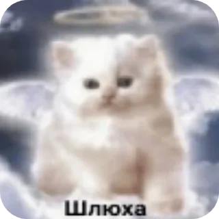 Video sticker 👍 Сул добунтовалась