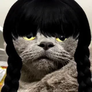 Video sticker 👧 Tom