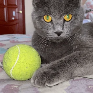 Telegram sticker 🎾 Tom