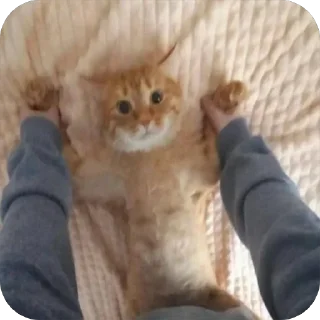 Телеграм стикер ❤ @s_fge ____________________تحشيش