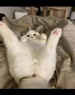 Телеграм стикер 🚀 @s_fge ____________________تحشيش