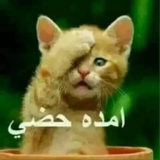 Video sticker 🤦‍♀️ @s_fge ____________________تحشيش