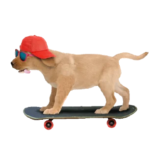 Video sticker 🛹 Animals by @stickerstgrm