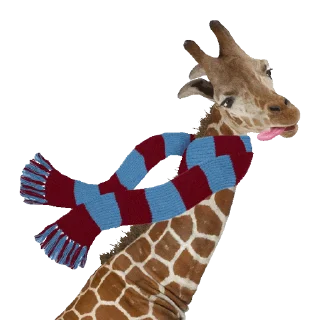 Video sticker 🦒 Animals by @stickerstgrm
