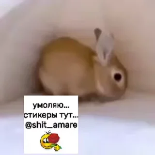 Video sticker 🥞 тупые гифки от @rubbish_nonsense