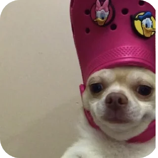 Telegram sticker 🐶 Kaelis_funny