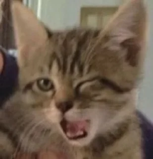 Video sticker 😉 cats @eminneko :: @fStikBot