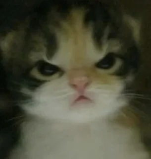 Video sticker 😠 cats @eminneko :: @fStikBot