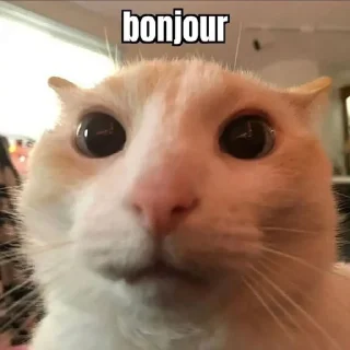 Sticker 👋 cats @eminneko :: @fStikBot