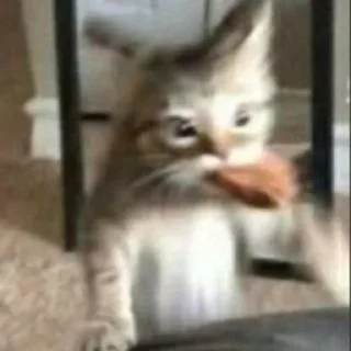 Video sticker 👋 cats @eminneko :: @fStikBot
