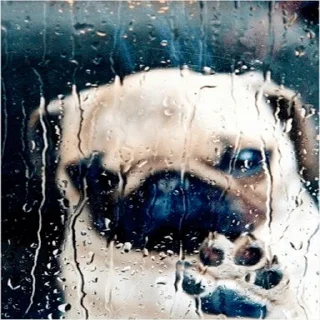 Video sticker ☹️ stc by @maksik4