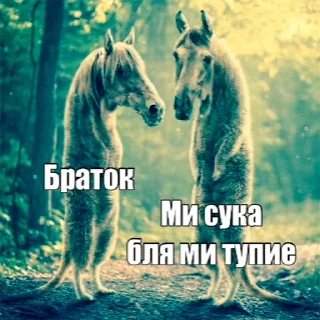 Video sticker ✌️ stc by @maksik4