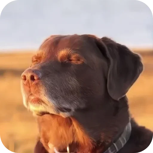 Telegram sticker 🐶 Random