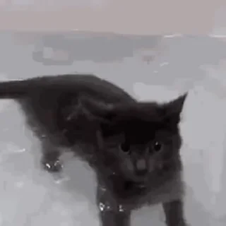 Video sticker 🛁 Black Cat / Черные кошки @freetopsticker