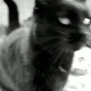 Video sticker 🖐 Black Cat / Черные кошки @freetopsticker