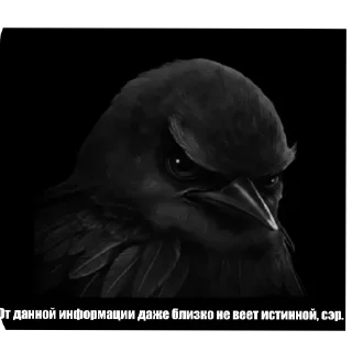 Telegram sticker 🐦 птицы @xylylr