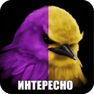 Video sticker 🐦 птицы @xylylr