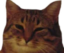 Video sticker 😼 Caters Gonna Cate