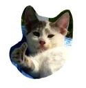 Телеграм стикер 👍 Caters Gonna Cate