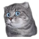 Телеграм стикер 😯 Caters Gonna Cate