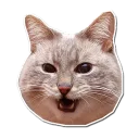 Телеграм стикер 😺 Caters Gonna Cate