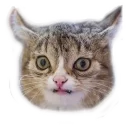 Телеграм стикер 😧 Caters Gonna Cate