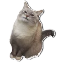 Video sticker 😐 Caters Gonna Cate
