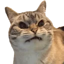 Video sticker 😠 Caters Gonna Cate