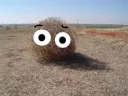 Video sticker 😳 Перекати-поле..