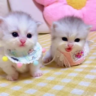 Video sticker 🥰 плачь сакуры @TgEmodziBot