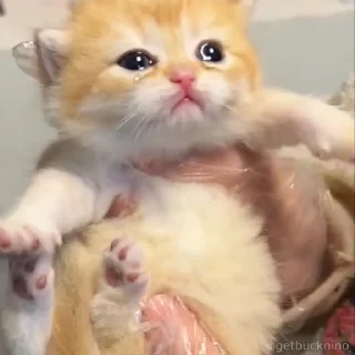 Video sticker 😢 плачь сакуры @TgEmodziBot