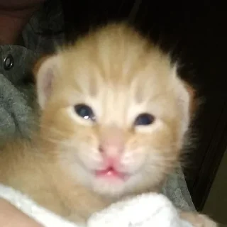 Telegram sticker 😼 Здарова / @sutqi & @emojipipka