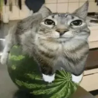 Telegram sticker 😎 Здарова / @sutqi & @emojipipka