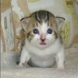 Telegram sticker 😸 Здарова / @sutqi & @emojipipka