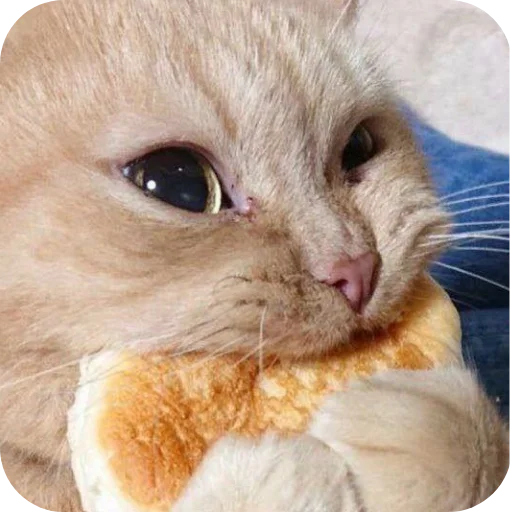 Telegram sticker 🐱 Sadullayevnaniki @open_talaba