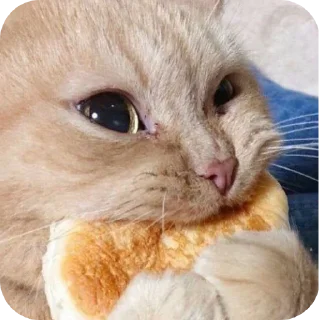Video sticker 🐱 Sadullayevnaniki @open_talaba