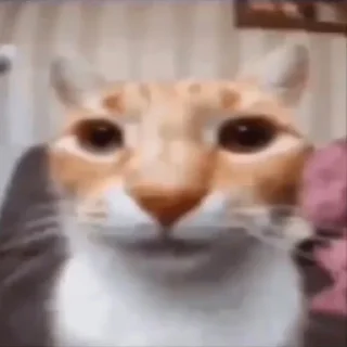 Telegram sticker 😐 Silliest Cars