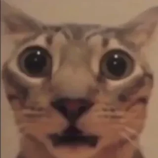 Telegram sticker 😨 Silliest Cars