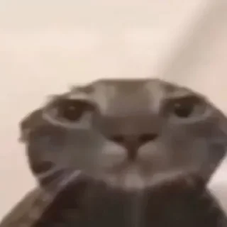 Telegram sticker 😶 Silliest Cars