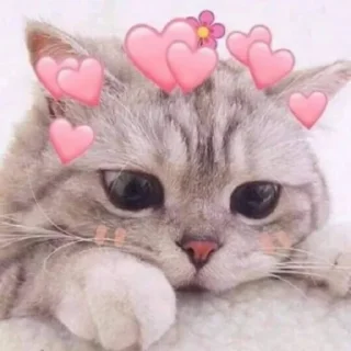 Video sticker 💗 MICHIS by @TSthemes