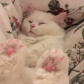 Телеграм стикер 💤 MICHIS by @TSthemes