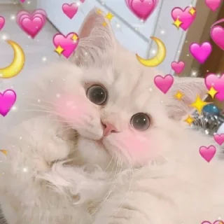 Телеграм стикер 🌙 MICHIS by @TSthemes