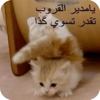 Telegram sticker 🔥 memeow