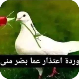 Telegram sticker 👍 memeow