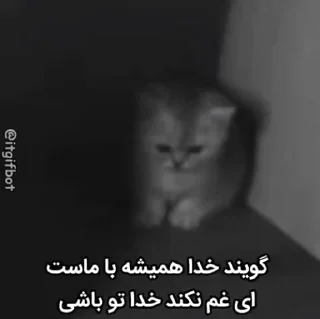 Video sticker 🎀 @reveaeاموال عمه ای وی