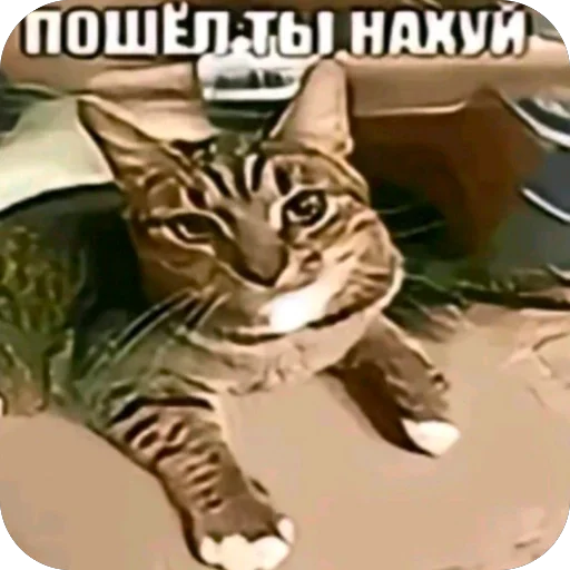 Telegram sticker 🫥 понятк