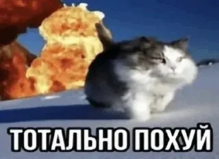 Telegram sticker 🌟 понятк