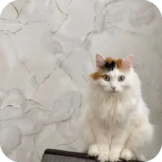 Telegram stiker 🫥 NO MORE